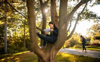 Student studying in a tree