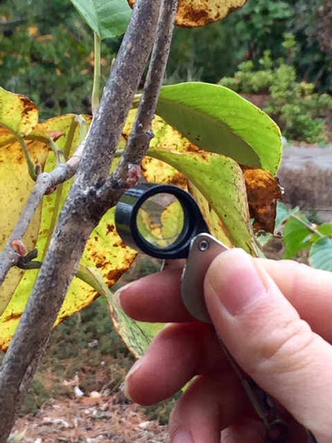Assessing pest damage on tree 