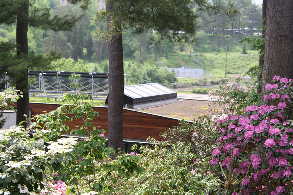 ​​​​​​​Nevin Center Green Roof