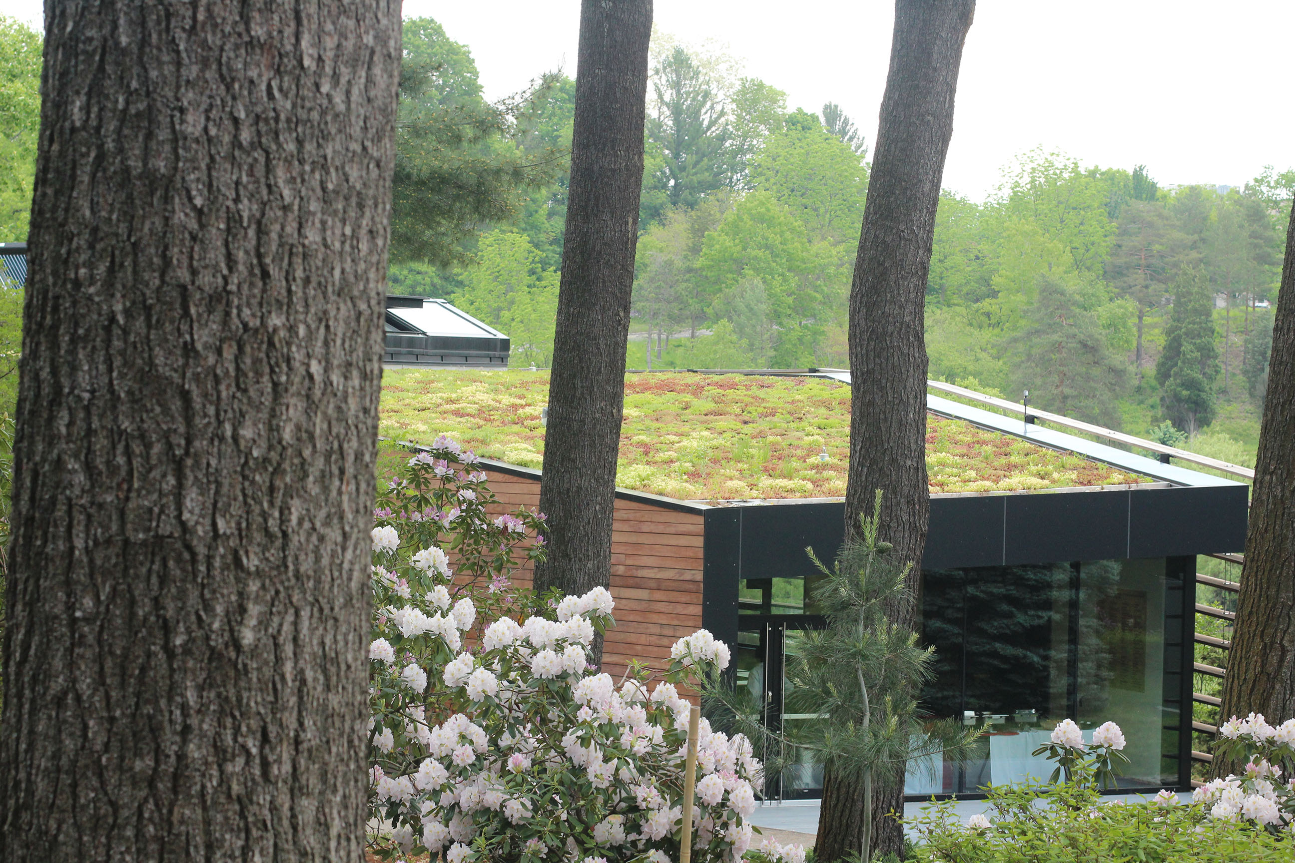 ​​​​​​​Nevin Center Green Roof
