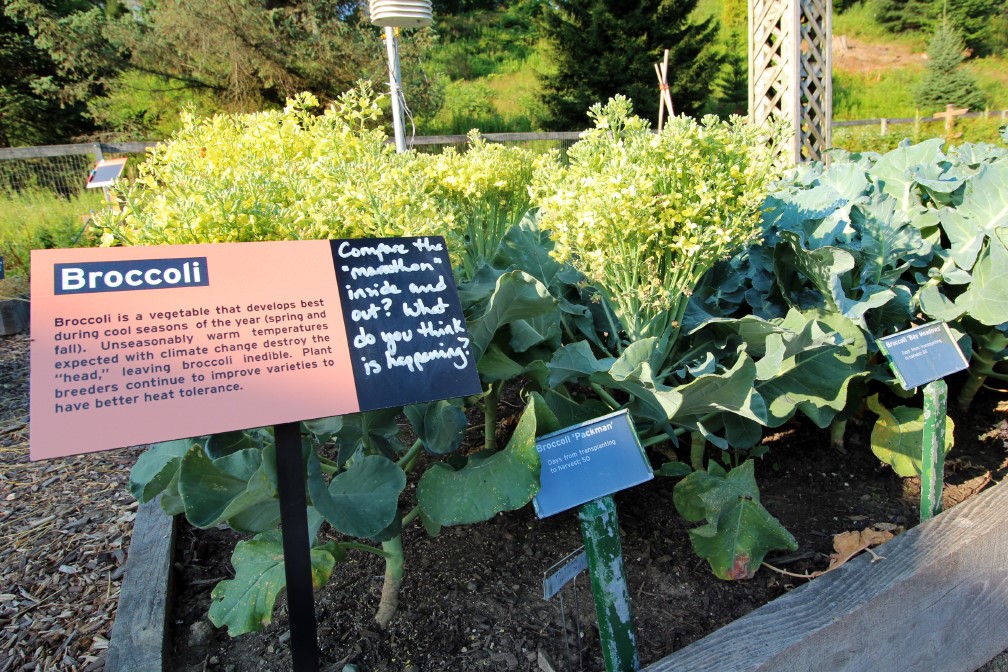 Climate Change Garden broccoli