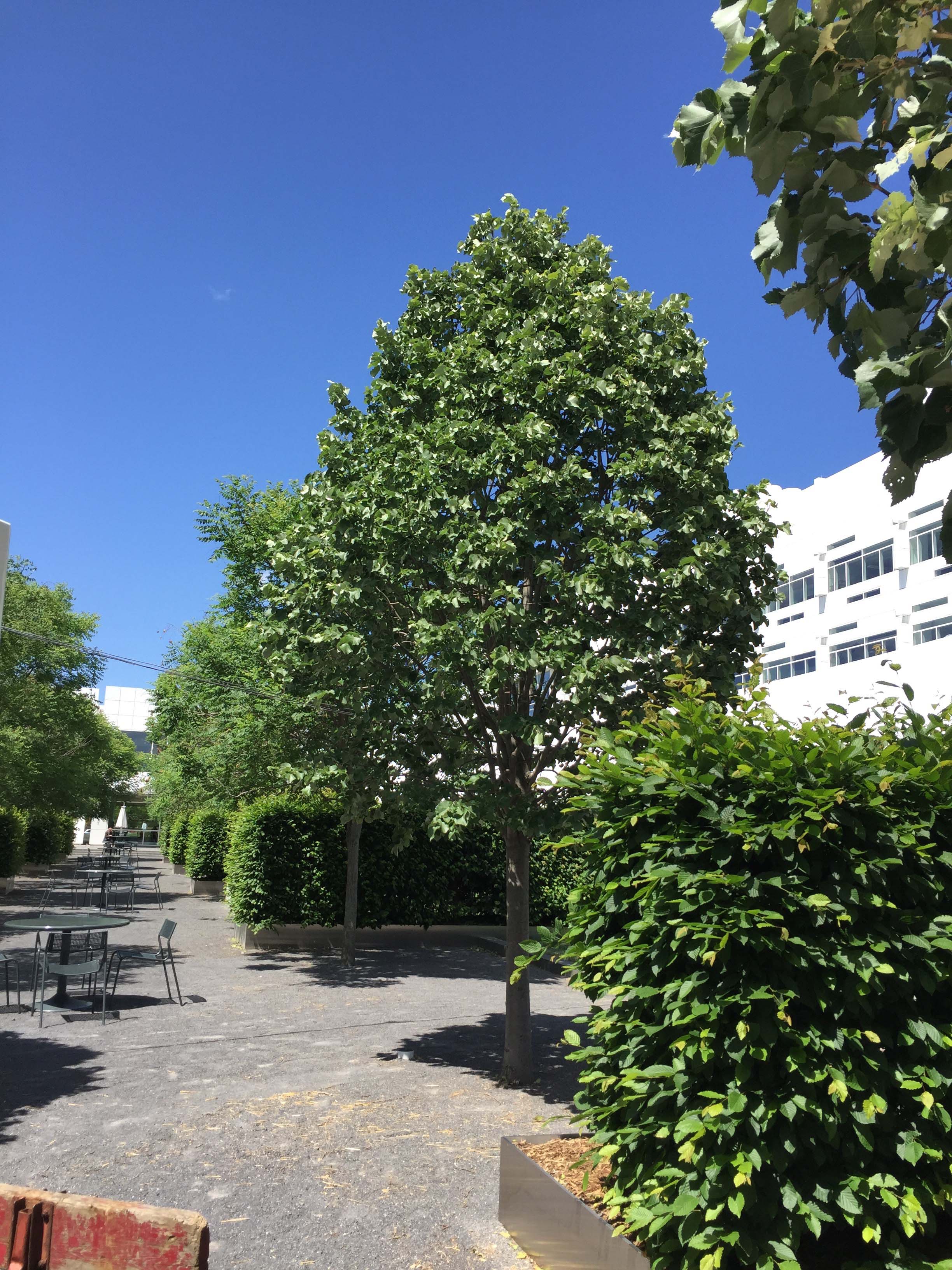 Weill trees planted in CU soil