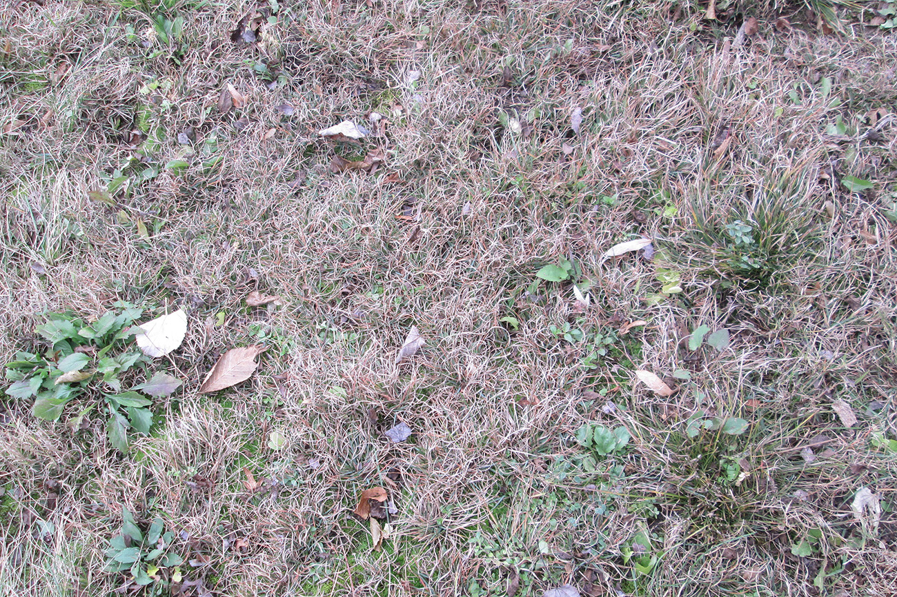 Poverty oat grass in the native lawn