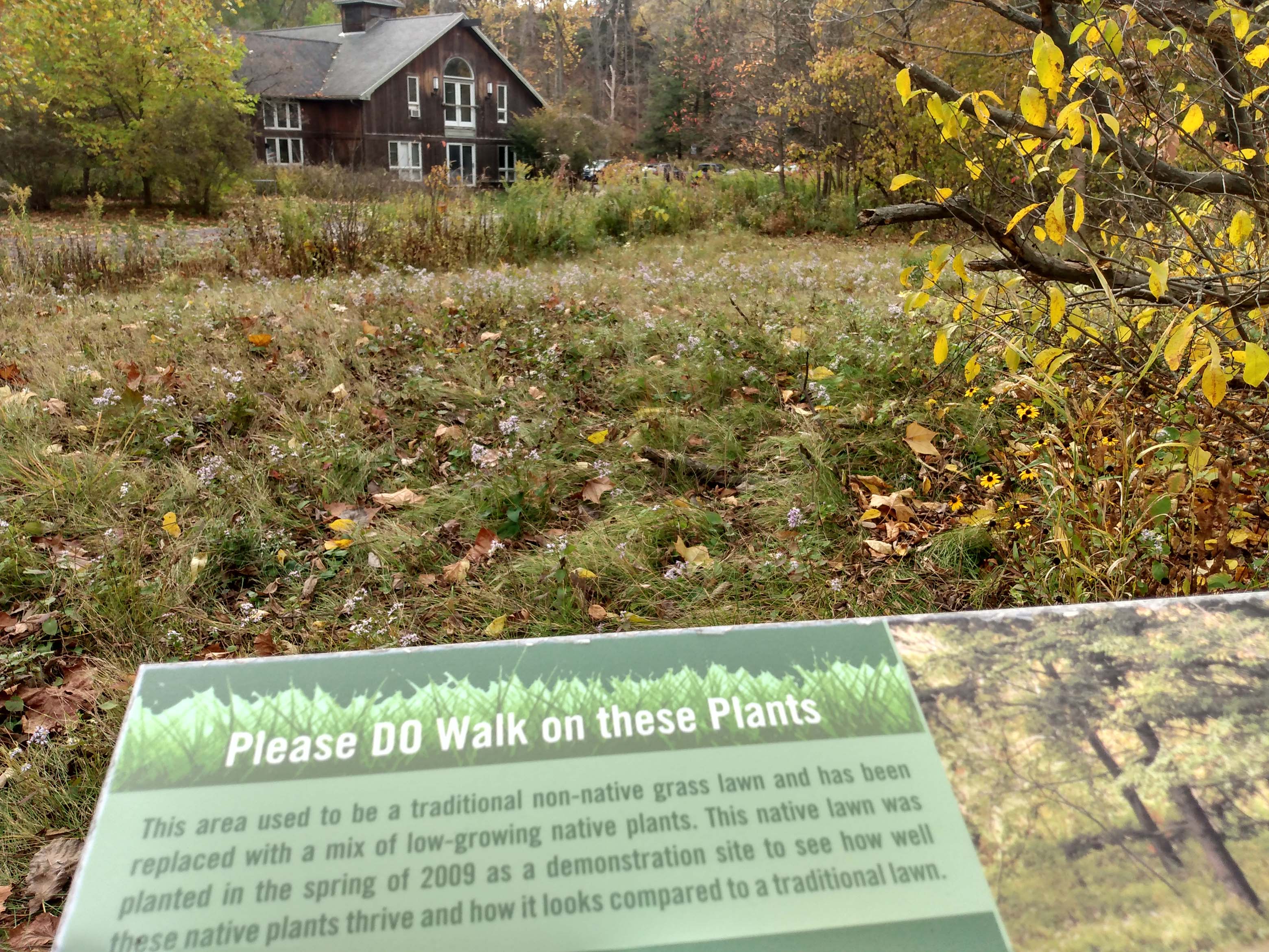 Native Lawn in the Mundy Wildflower Garden