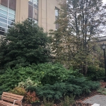 Mann Library entrance garden
