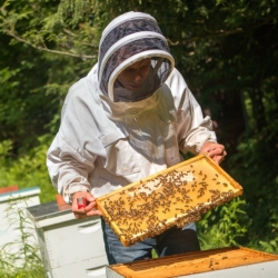 Dyce Lab for Honey Bee Studies
